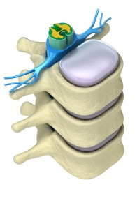 http://www.texasspineclinic.com/wp-content/uploads/2021/02/model-of-spinal-cord.jpg