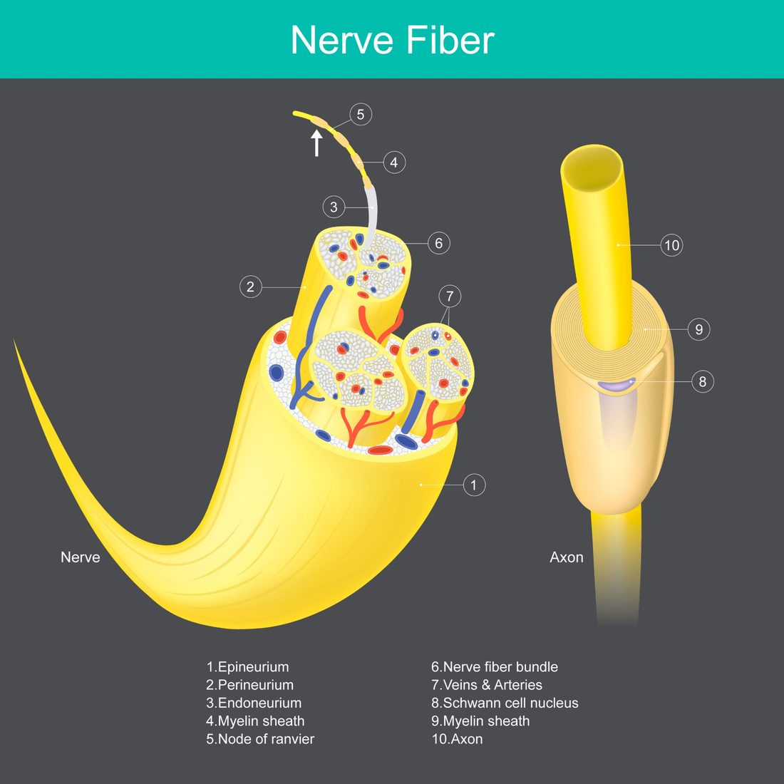 Illustration of a nerve cut open to show bundles of nerve fibers with their blood vessels, and a single fiber: the axon (the wire) wrapped in its myelin sheath (the coating).